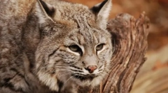 Червенокоса рис (плефеле)